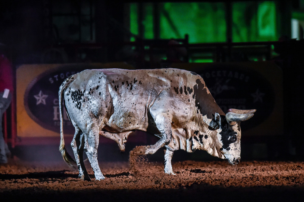 Longhorn In The Dirt Photography Art | JoeDuty.com