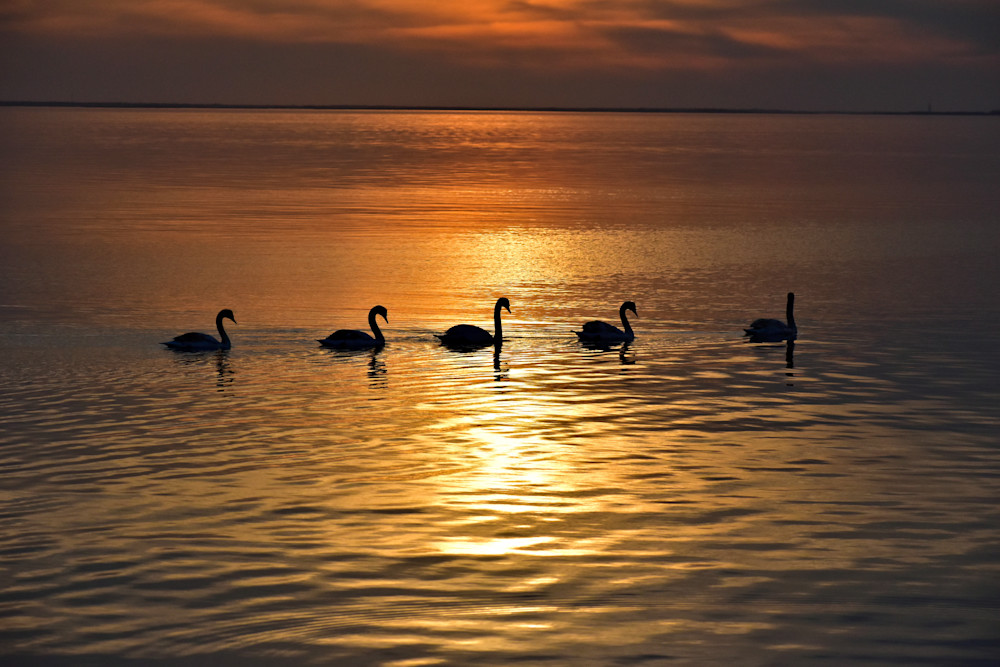 On Golden Swan