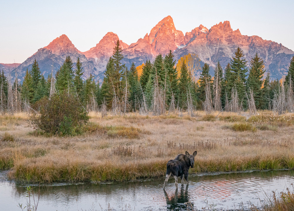 Ag Moose Calf And A View Art | Open Range Images