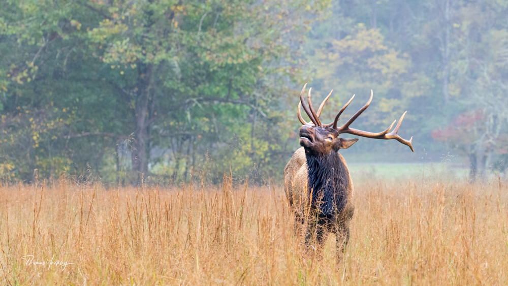 Rainy Day Elk Photography Art | Thomas Yackley Fine Art Photography