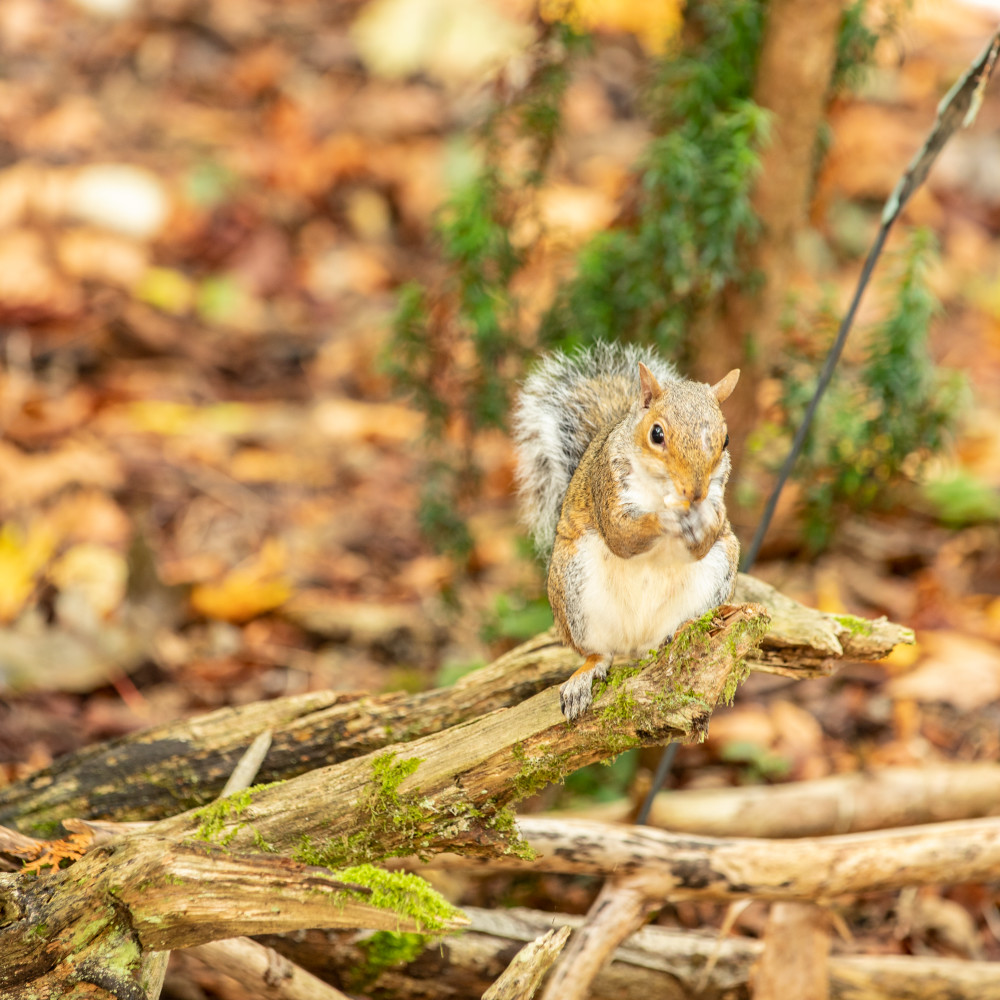 Sofia The Squirrel  Photography Art | Moonstruck Photographic Images