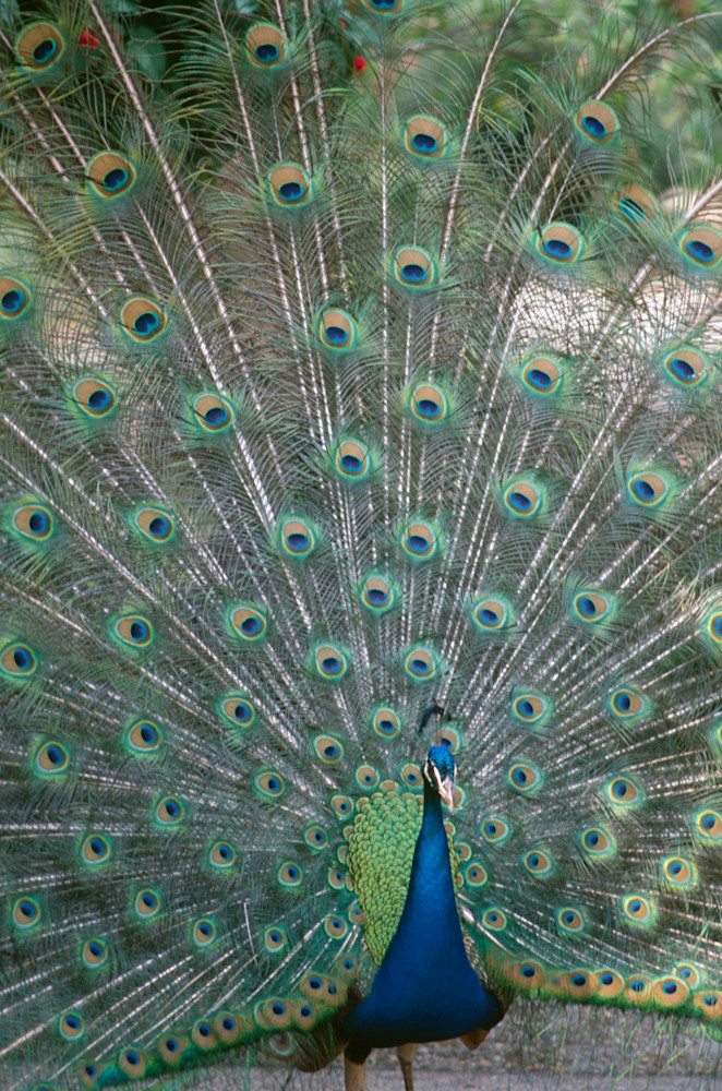 Natural History Peacock