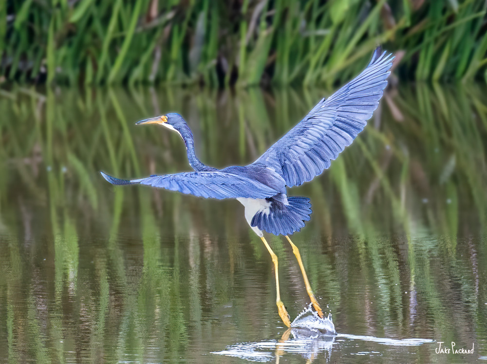 Blue Heron lifting out of the wetlands leaving a trail of water 