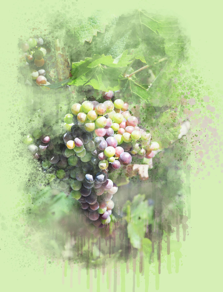 Summer Grapes Art | Art from the Soul