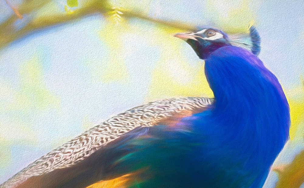 Peacock In Tree Chalk Photography Art | Photoeye Inc