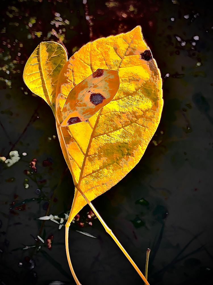 Remember fall with these three Yellow Leaves beautifully framed and ready to hang on your wall.