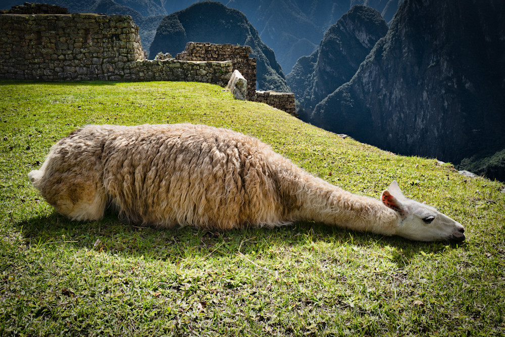 Lazy Llama   Machu Picchu Photography Art | Elizabeth Fortney Photography
