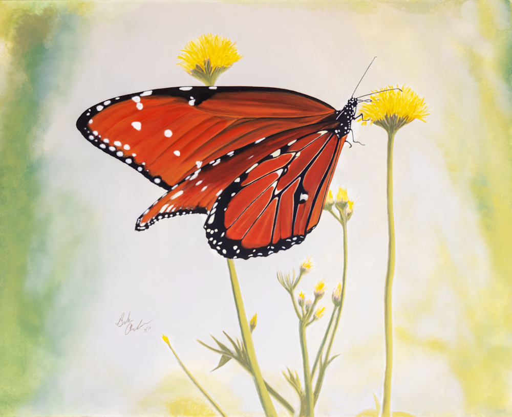 Monarch On Milkweed Art | IMDArtist Barbara Andrews