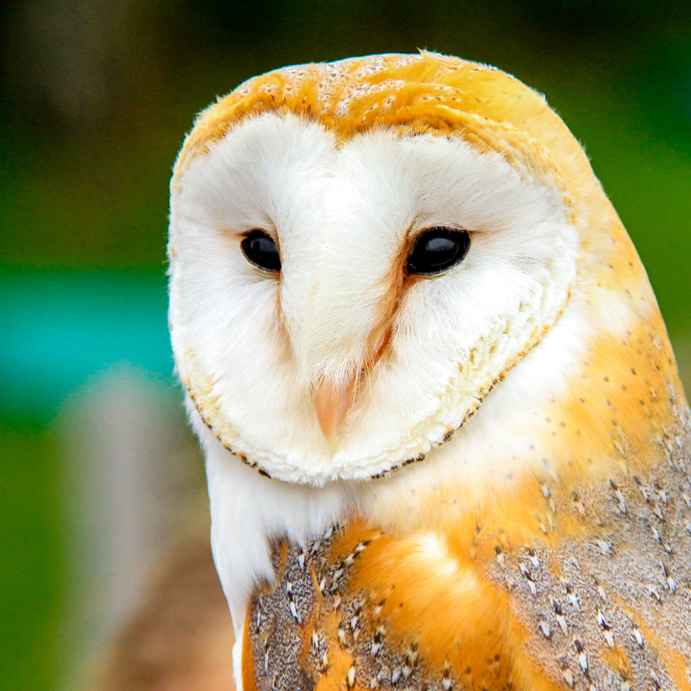 Daniel Rea Photography - Places - Europe - Germany - Bird - DE3485