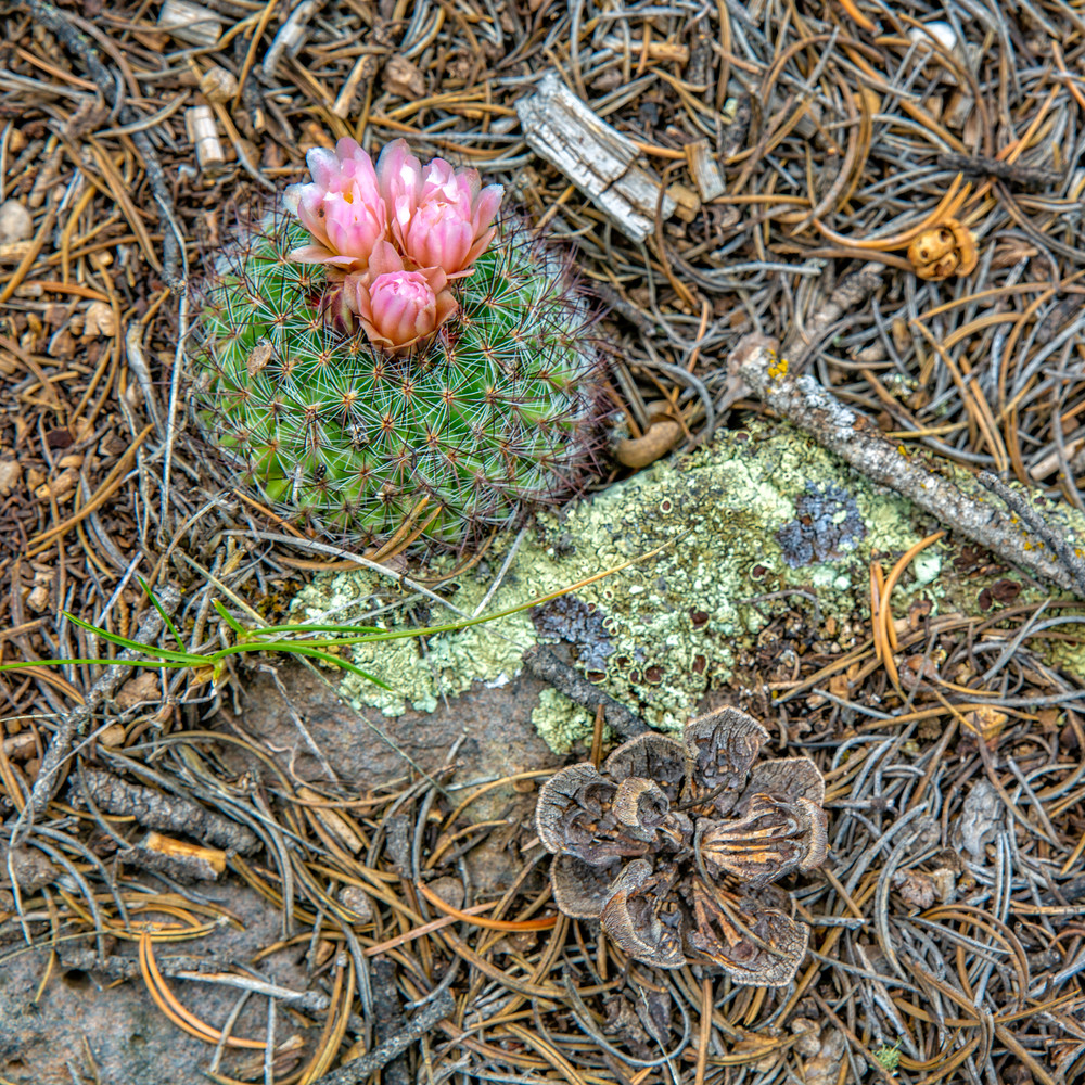Alpine Cactus Photo | Chris Tucker Photography