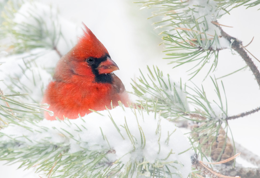 Snow Cardinal Gift Items Photography Art | Sanderson Photo Art