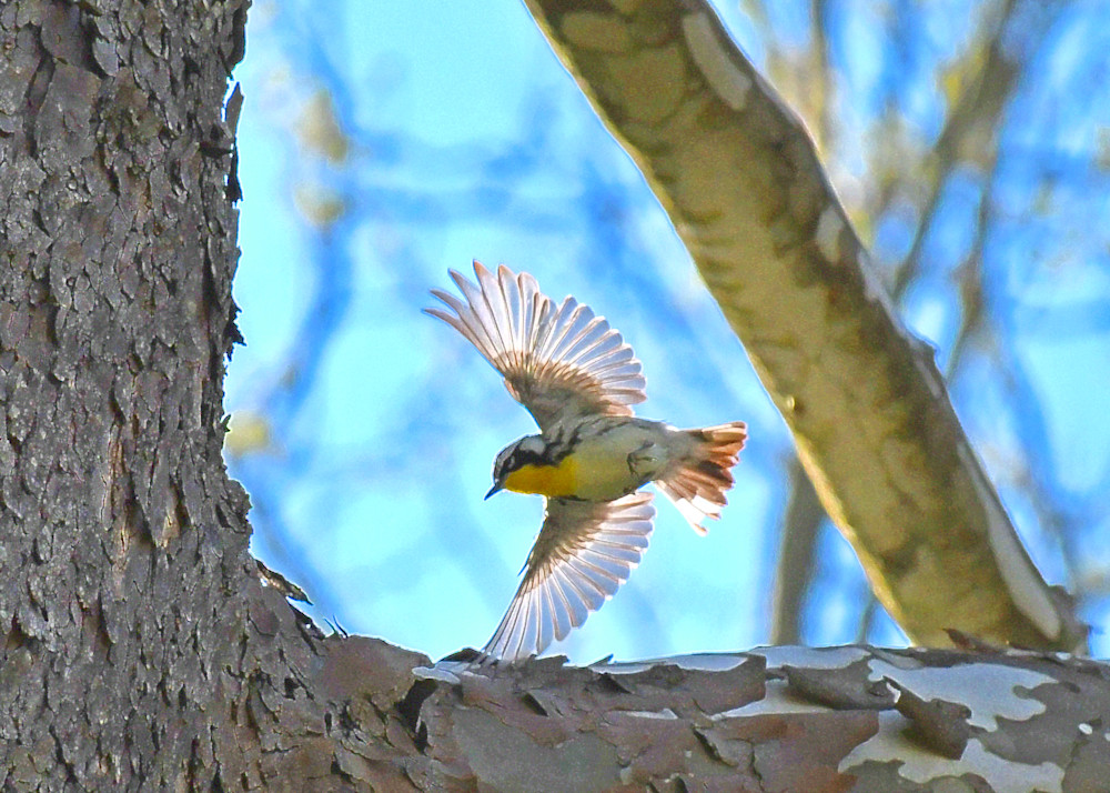 Yellow Throated Warbler In Flight Photo Photography Art | Photo Folk