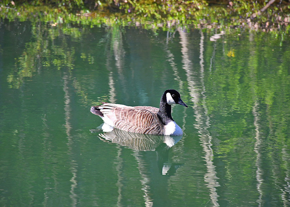 Canada Goose Reflection Photo Photography Art | Photo Folk