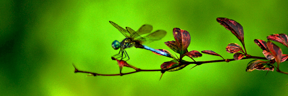 Dragonfly Posed Over Pond Photo Photography Art | Photo Folk