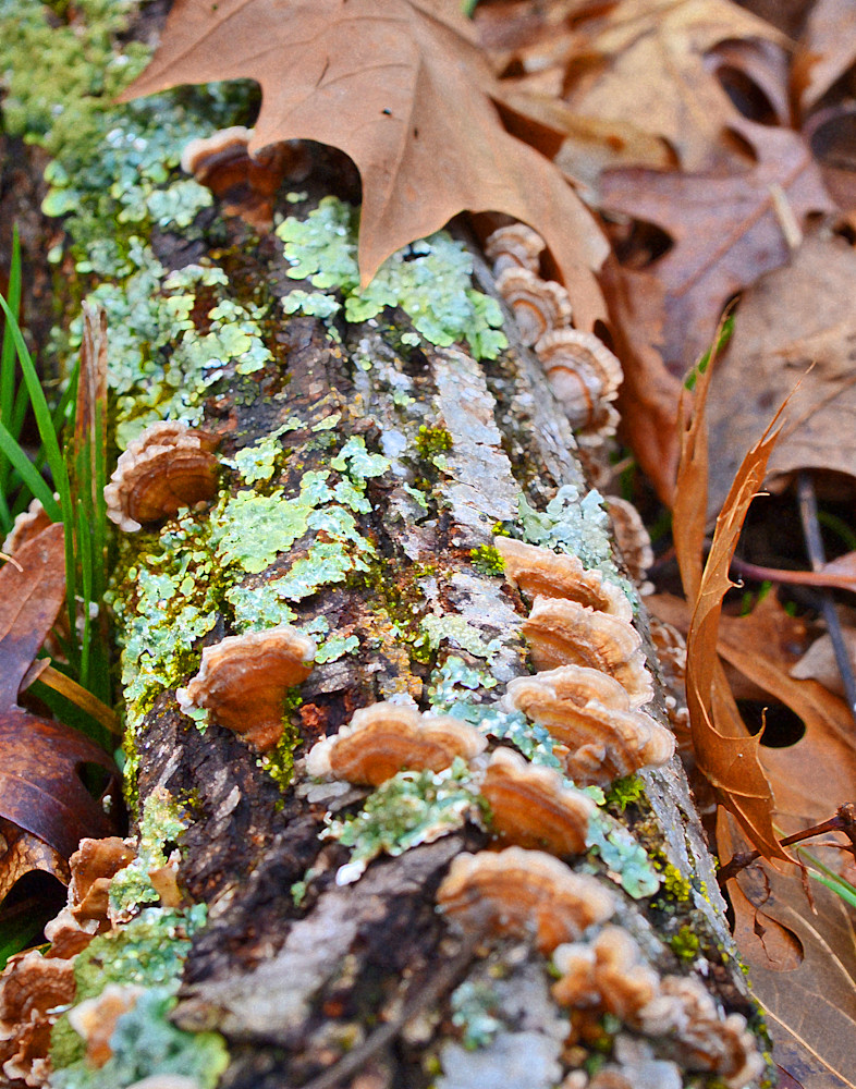 Fungus On Fallen Log Photo Photography Art | Photo Folk