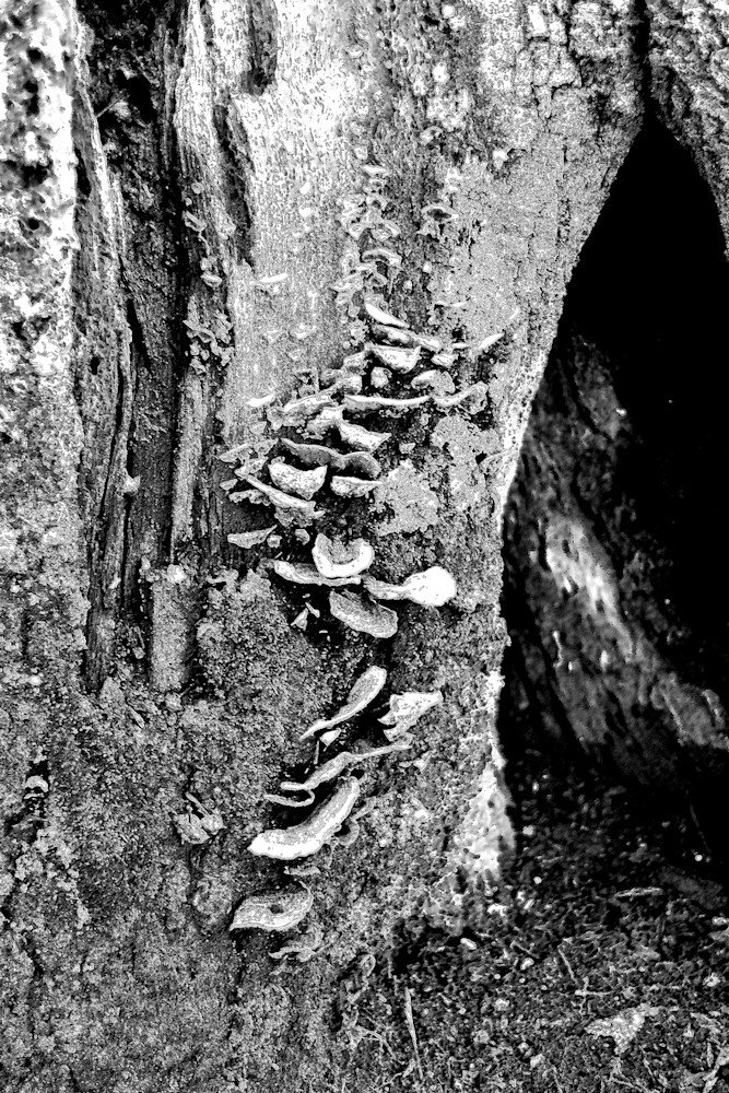 Black And White Photo Fungi On Tree  Photography Art | Photo Folk