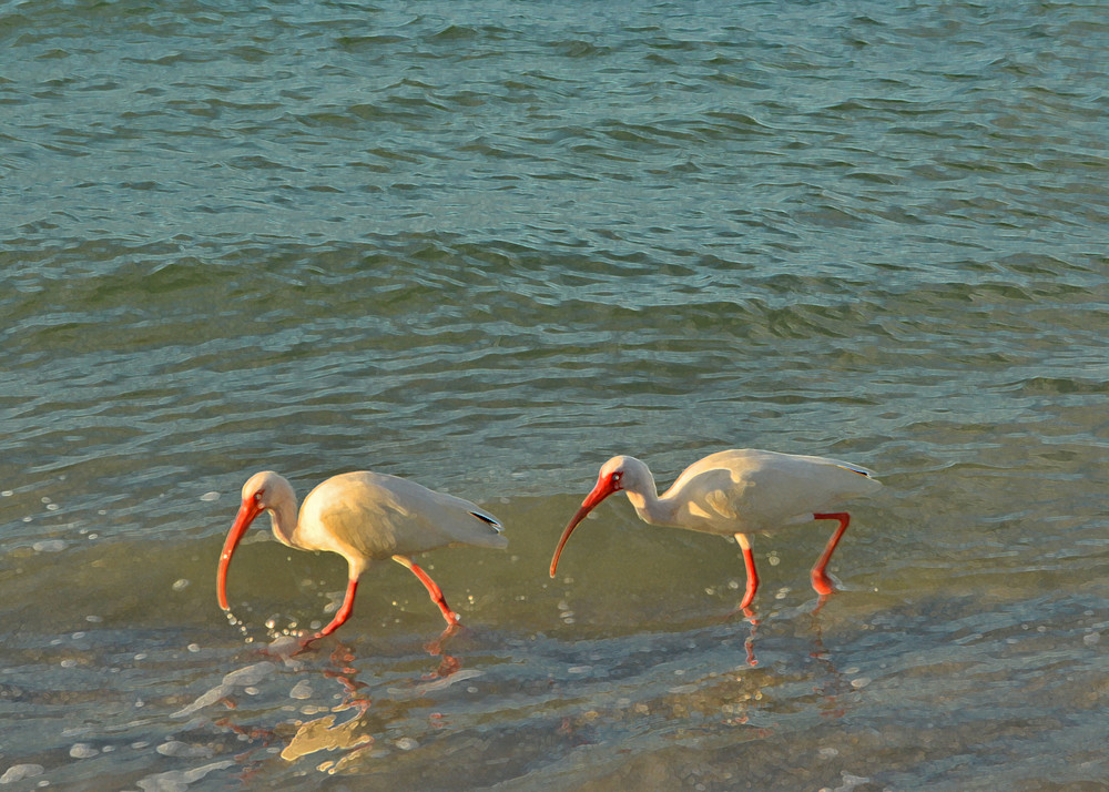 Two Birds Skimming Along The Shore Photo Photography Art | Photo Folk