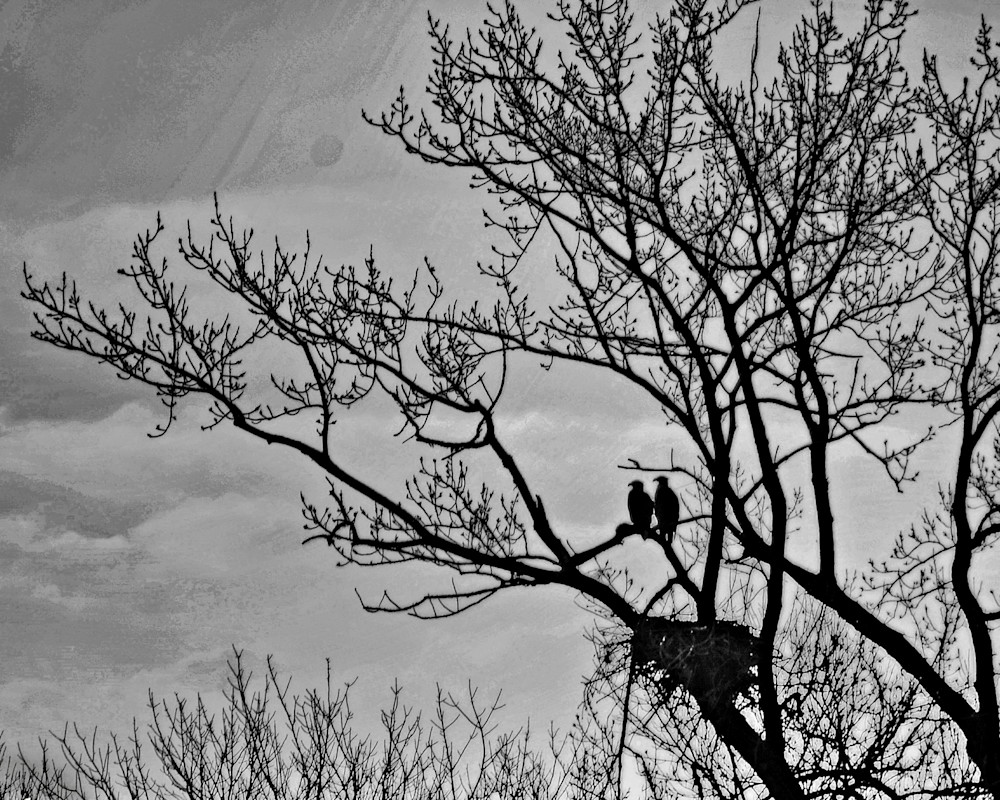 Eagles Nest Goose Pond In Black And White Photo Photography Art | Photo Folk