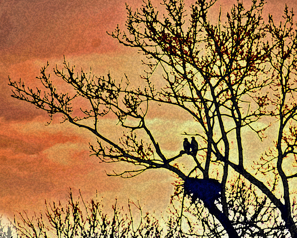Goose Pond Eagles Above Nest Photo Photography Art | Photo Folk