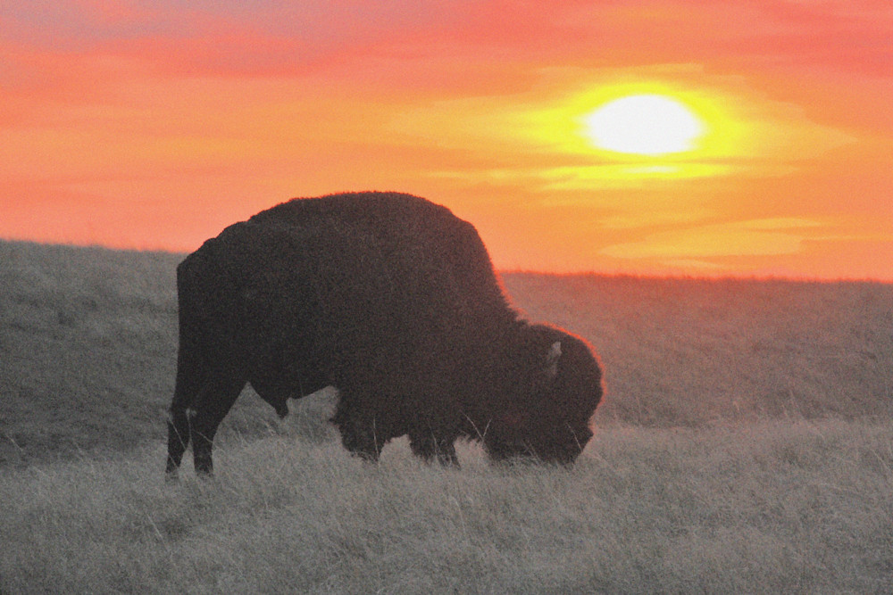 Buffalo Grazing At Sunset Photography Art | Photo Folk