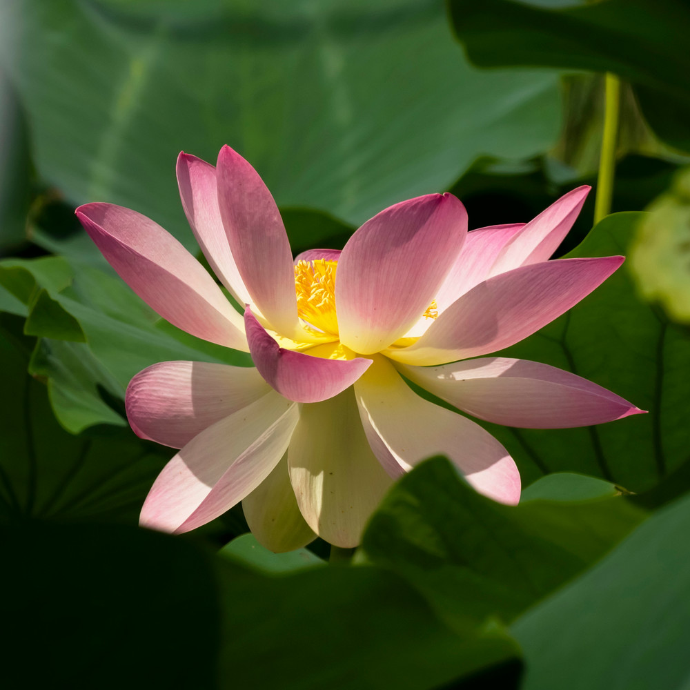 Lotus Afternoon Light, Janet Ogren