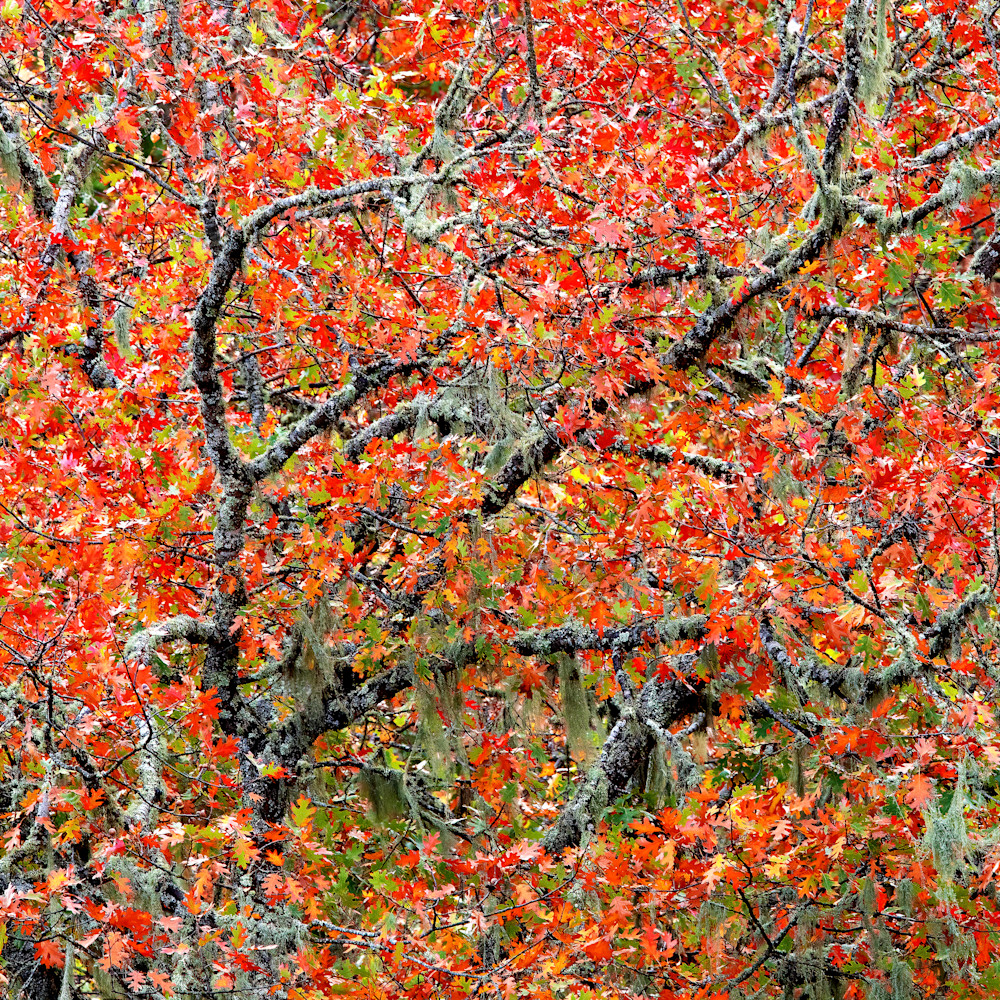 New Oak Swirl Paso Robles Photography Art | Dana Echols Photography 