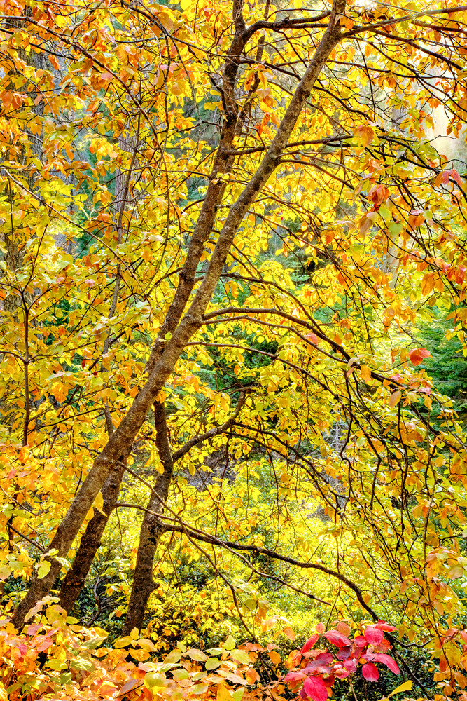 Fall Colors Sequoia National Park Photography Art | Dana Echols Photography 