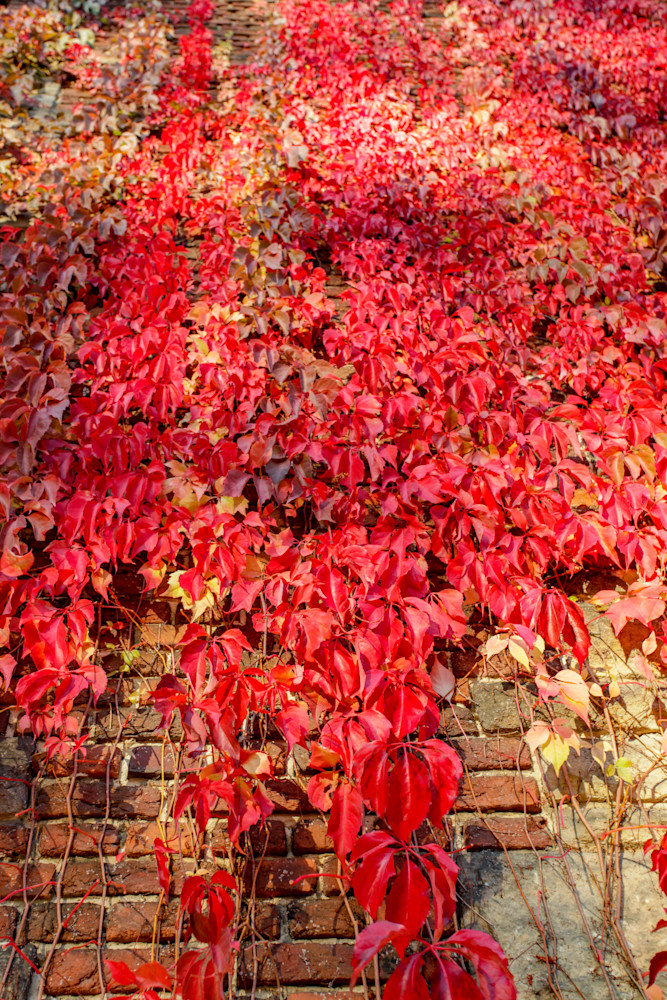 Beautiful red leaves on textured brick wall, Cecilienhof Palace, Germany | Nicki Geigert Photographer Author