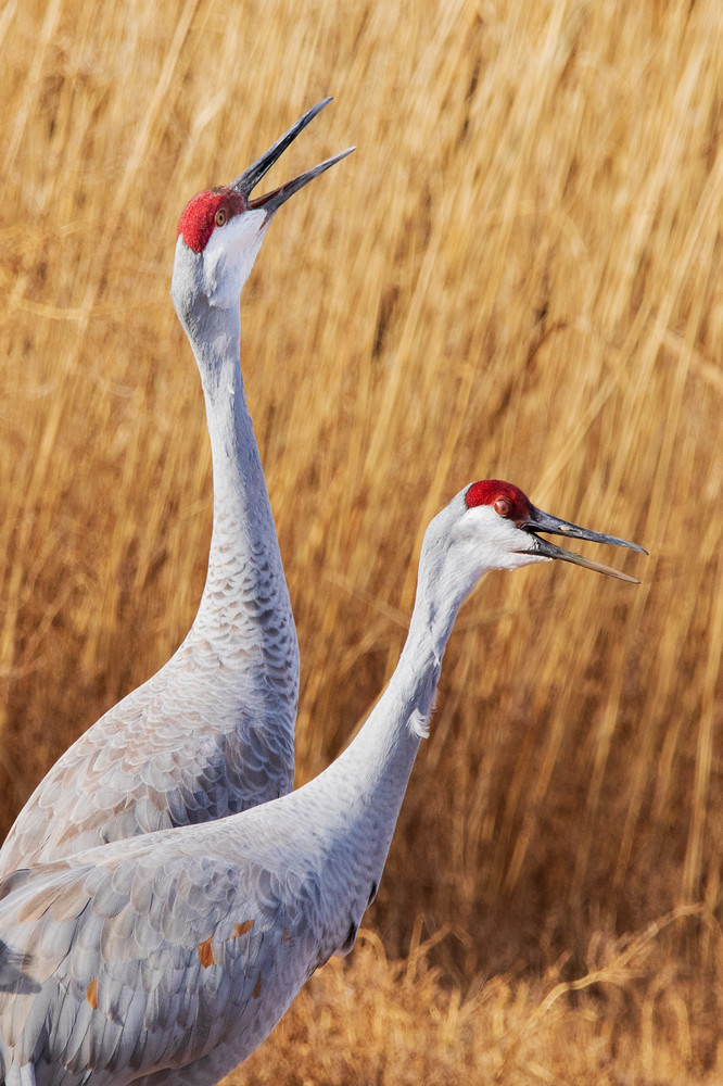 Sandhill Crane Couple Photography Art | Dana Echols Photography 