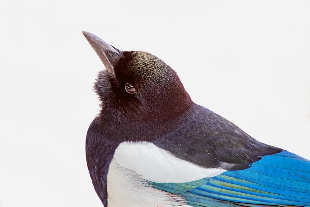 Magpie In Snow Photography Art | Dana Echols Photography 