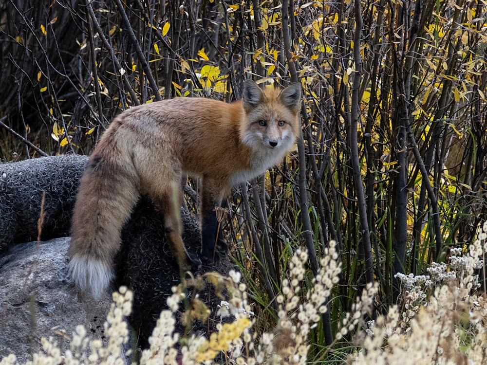 Looking Foxy Art | Leiken Photography