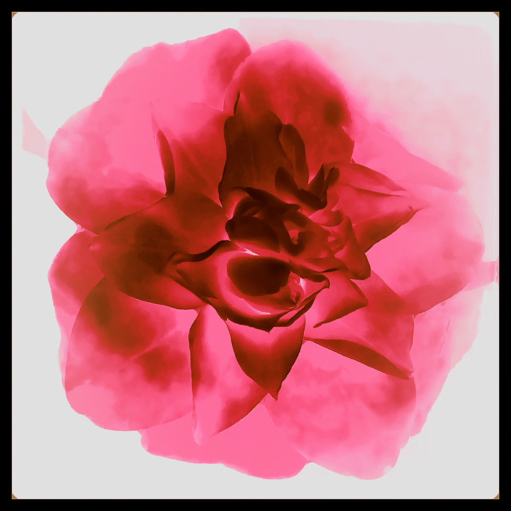 Flower, No. 12 Lomo Art | Daniel Sussman Visuals