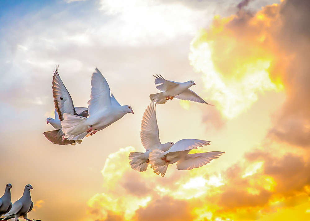 Doves Over Cuba Photography Art | Wendy Humble Photography