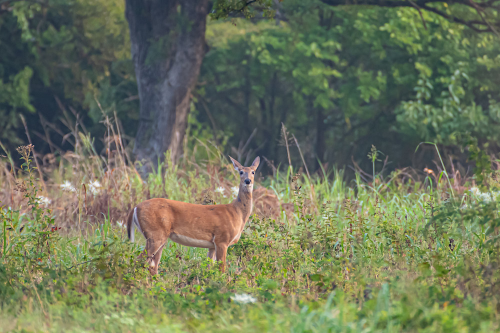 Doe At Clymer Meadow Preserve Photography Art | Justin Parker Nature Photography