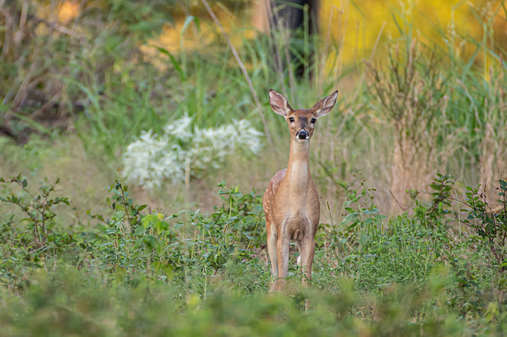 Fawn On The Spring Prairie Photography Art | Justin Parker Nature Photography