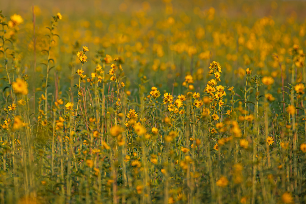 Maximilian Sunflower Field Photography Art | Justin Parker Nature Photography