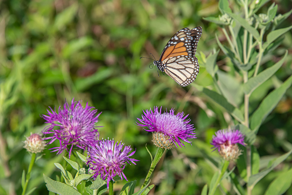 Monarch Among The Basketflowers Photography Art | Justin Parker Nature Photography
