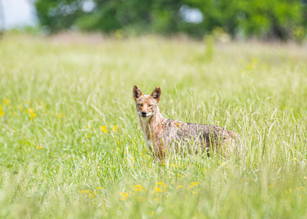 Coyote At Clymer Meadow Preserve Photography Art | Justin Parker Nature Photography