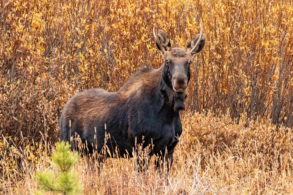 Moose Young Bull C 9064 Photography Art | Koral Martin Fine Art Photography