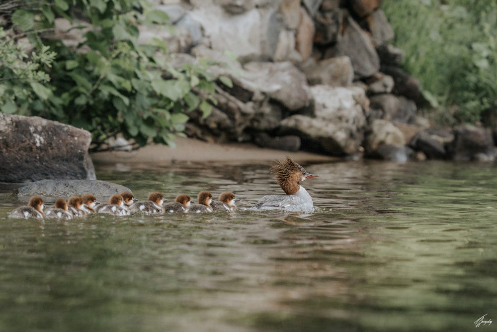 The Duck Family Art | TG Photo