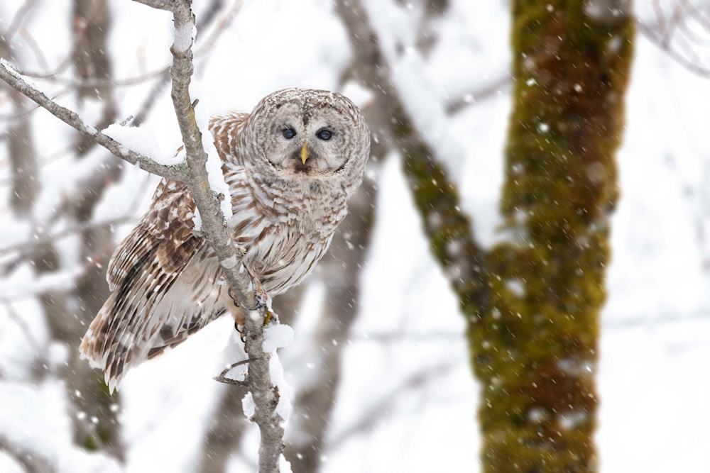 Snowey Barred Owl Photography Art | http://www.mooseprintsgallery.com