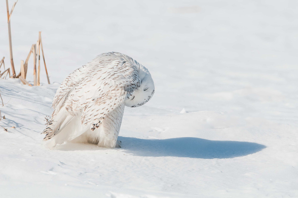 Snowy Owl Resting Photography Art | http://www.mooseprintsgallery.com