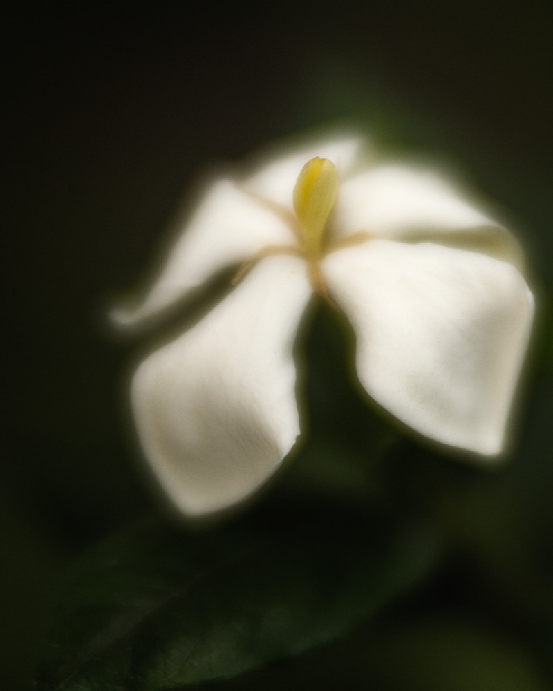 Fine-art print of a softy draped gardenia flower