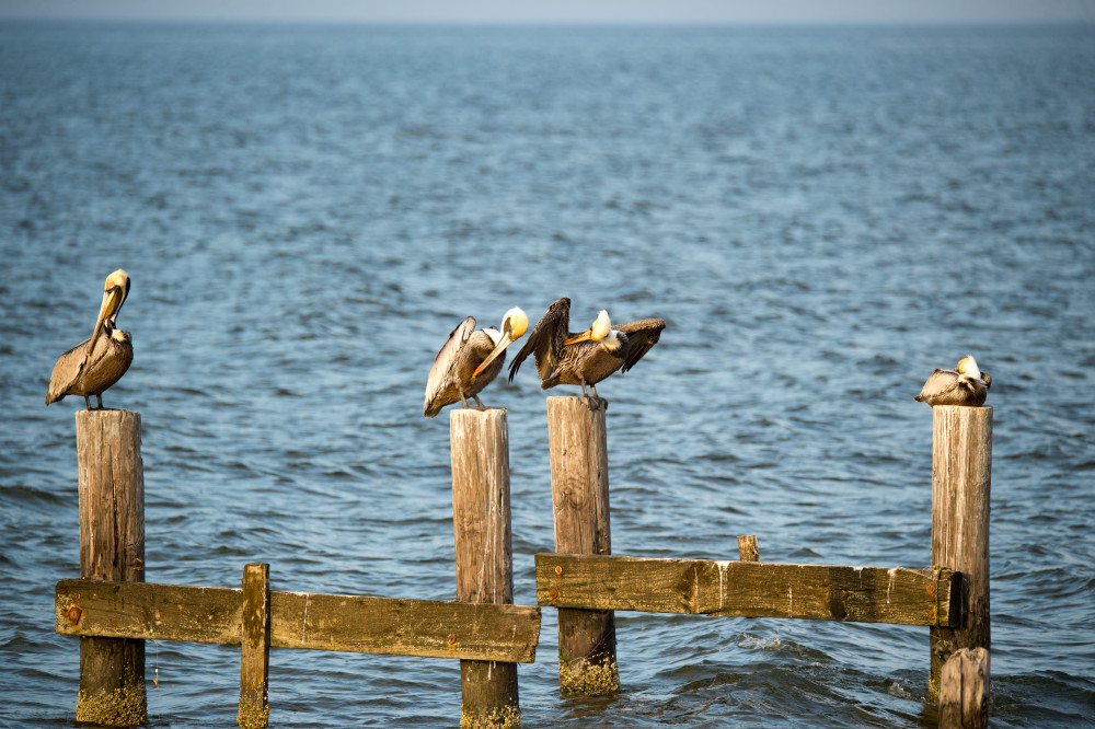 Pro Photo Va Dauphin Island Estuary 6 Photography Art | Professional Photography of VA LLC