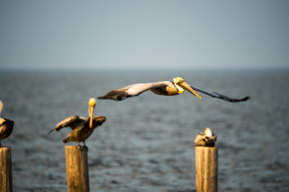 Pro Photo Va Dauphin Island Estuary 7 Photography Art | Professional Photography of VA LLC