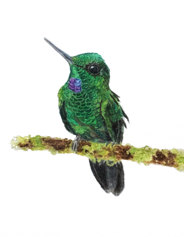 Green-crowned Brilliant Hummingbird art
