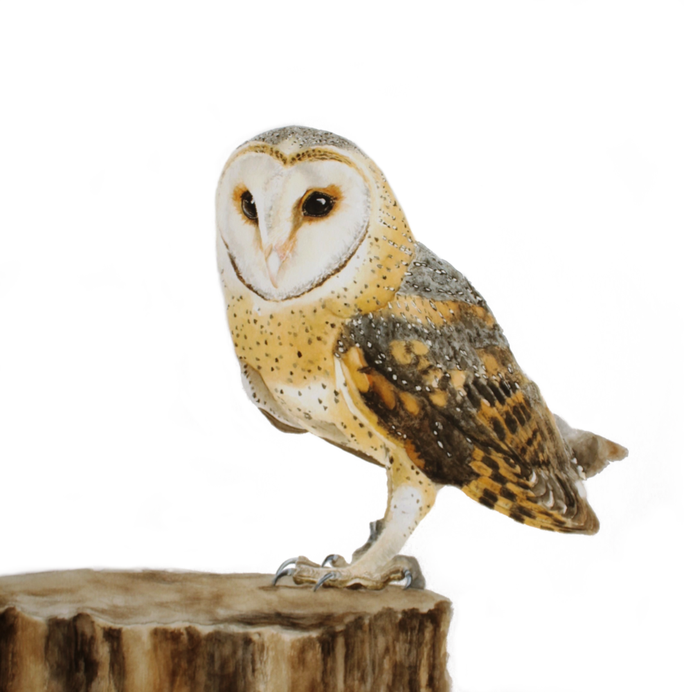 Barn Owl "Seeker" 