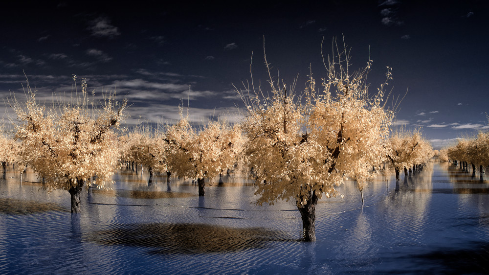 Flooded Orchard, Yuba County, Ca. Photography Art | davidarnoldphotographyart.com