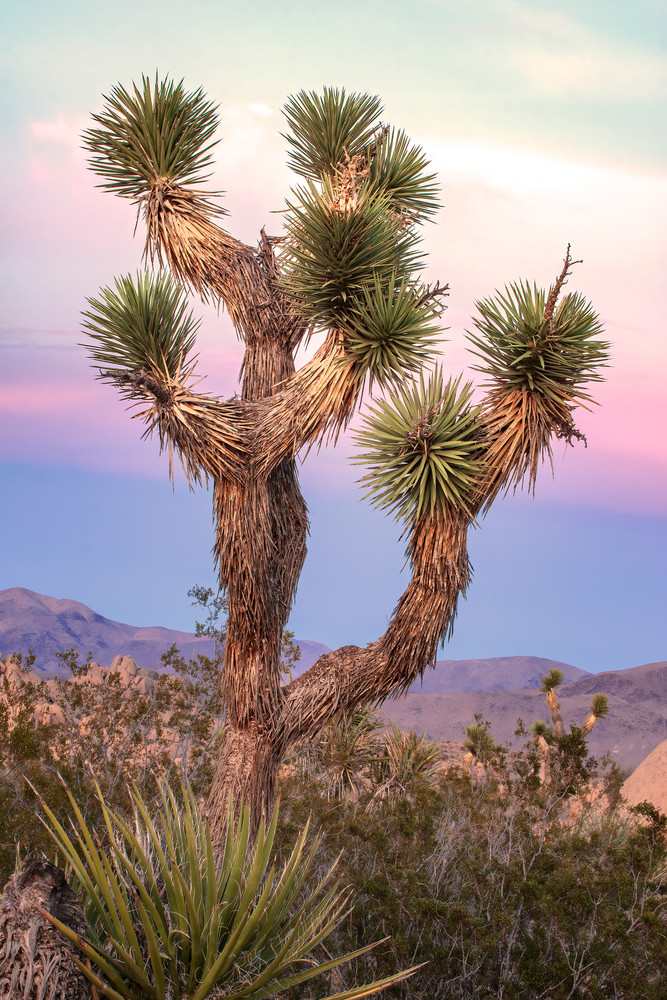 Joshua Tree Blush Photography Art | Dana Echols Photography 