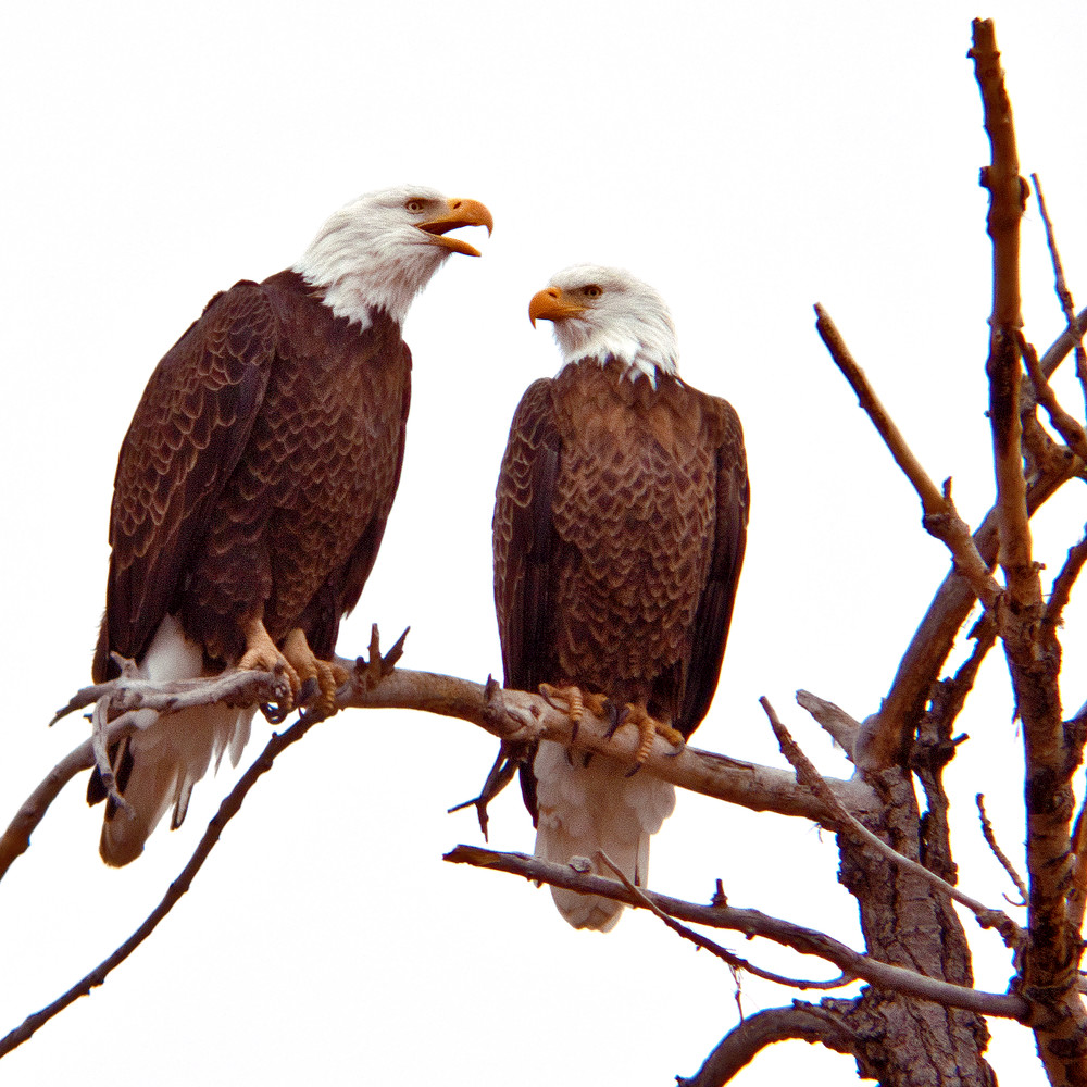 Bald Eagles Colorado Photography Art | Dana Echols Photography 